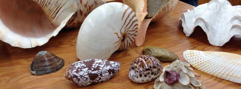 Shells on display at the Mollusc Division at the Museum.