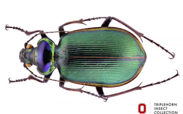picture of large beetle