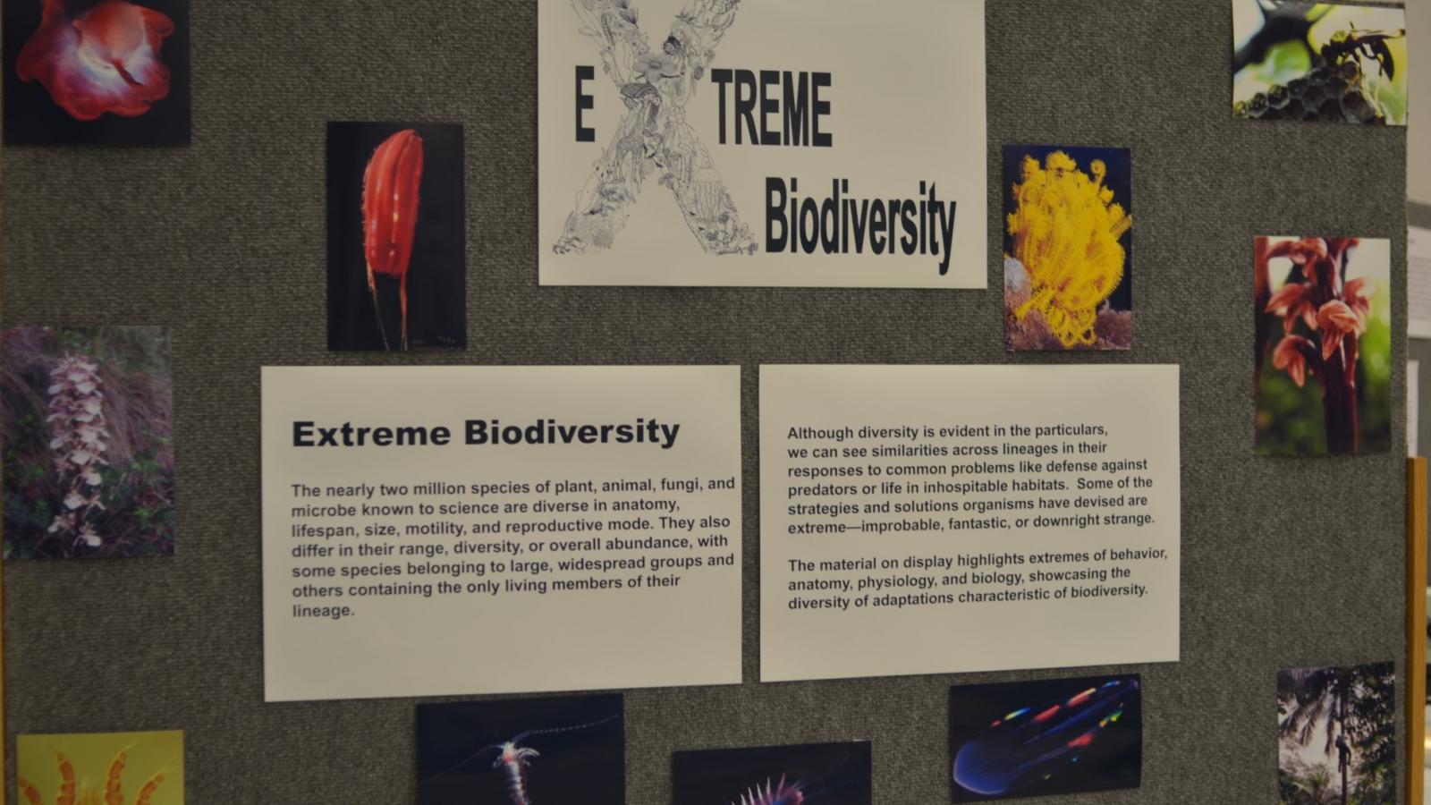 Extreme biodiversity auditorium display