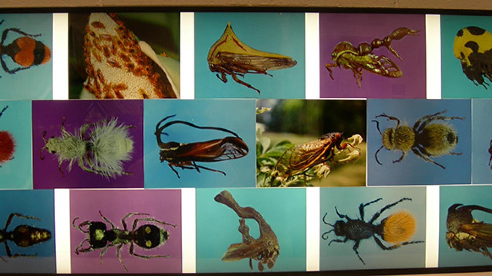 Insect photo display at 2007 Open House