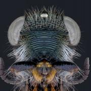 Scientific Wild West: parasitoid wasps among least studied | Museum of ...