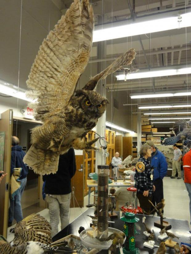 Great horned owl display at the Collection