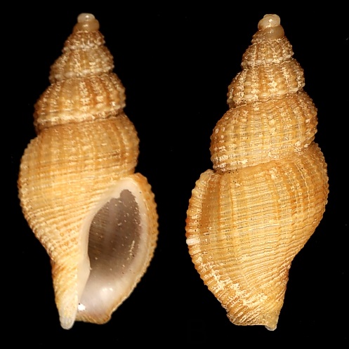 New species of gastropod from Brazil | Museum of Biological Diversity