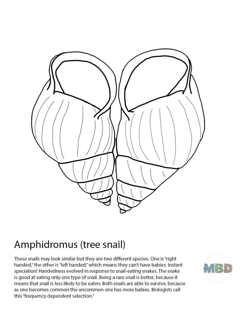 amphidromus
