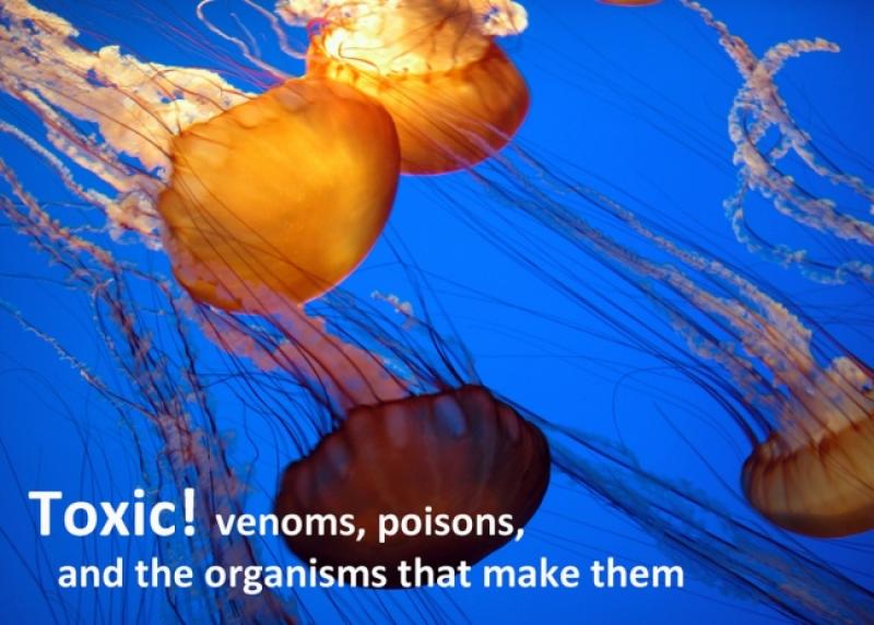 Jellyfish Jellyfish