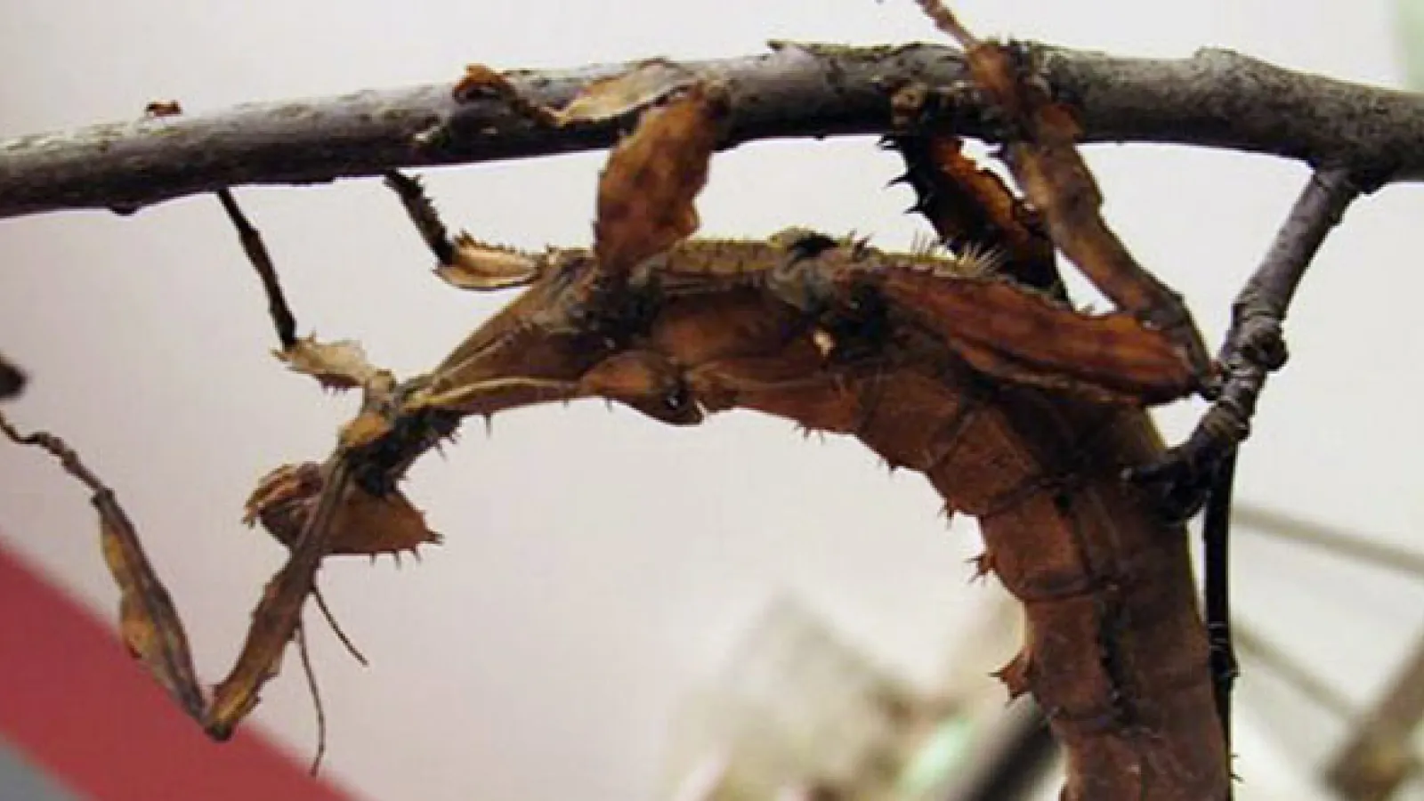 Insect Zoo