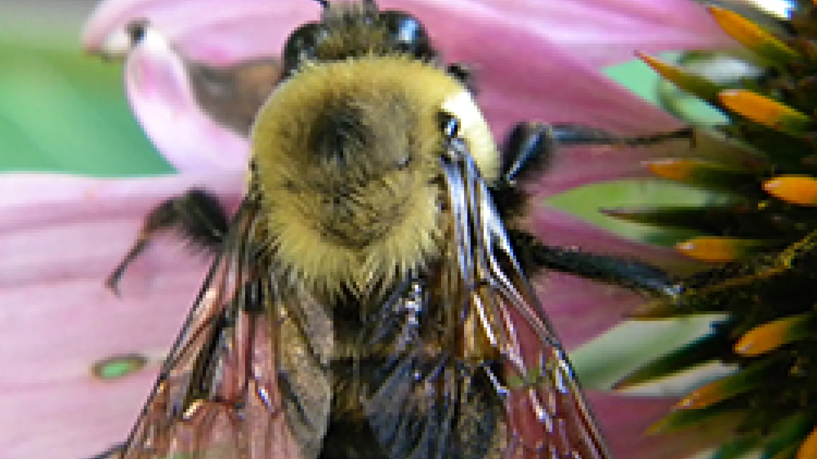 Bompus sp