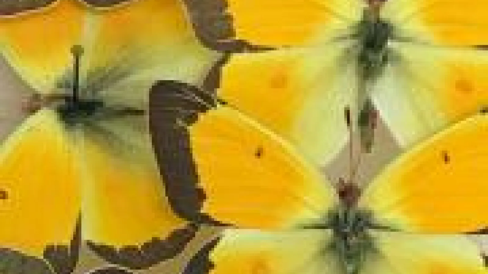 Pieridae butterflies