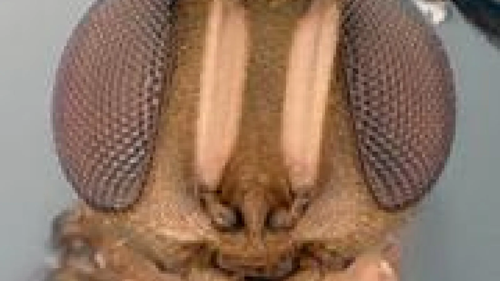 Calliscelio