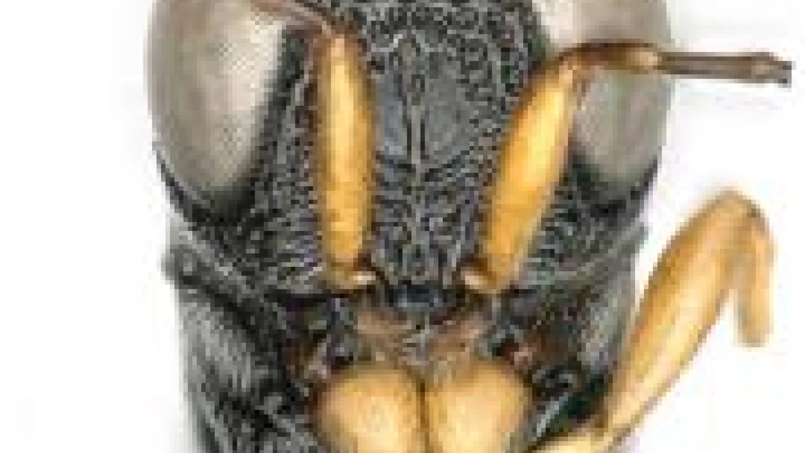 Habroteleia, face in frontal view