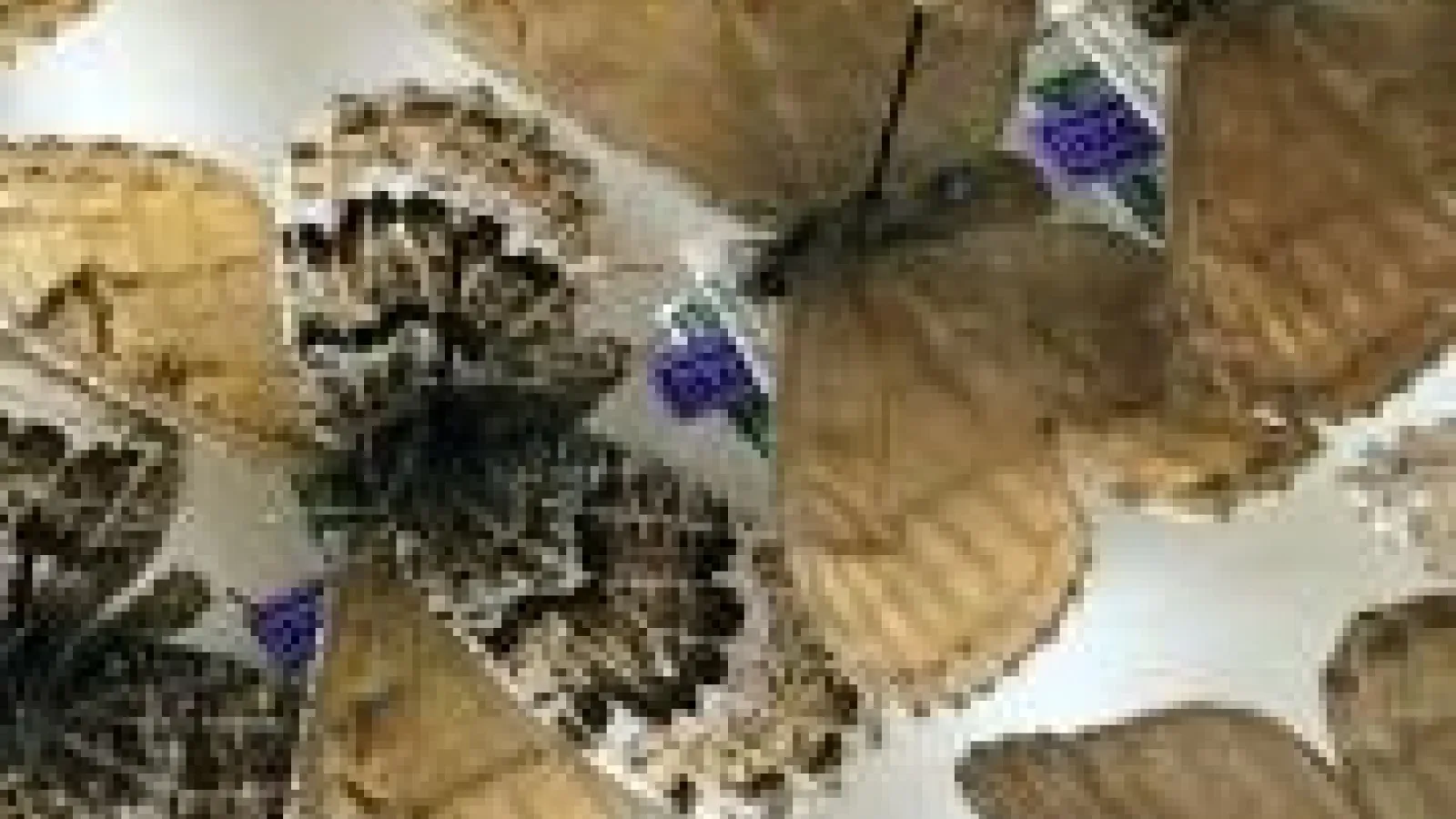 Arctic Oeneis butterflies from OSU part of citizen science network