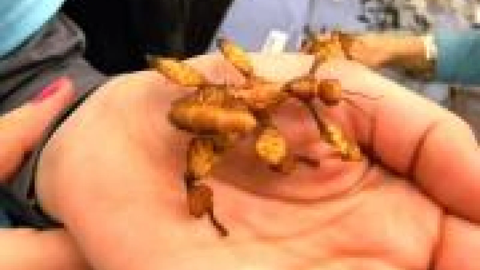 Volunteer holding a stick insect during the 2014 Museum Open House