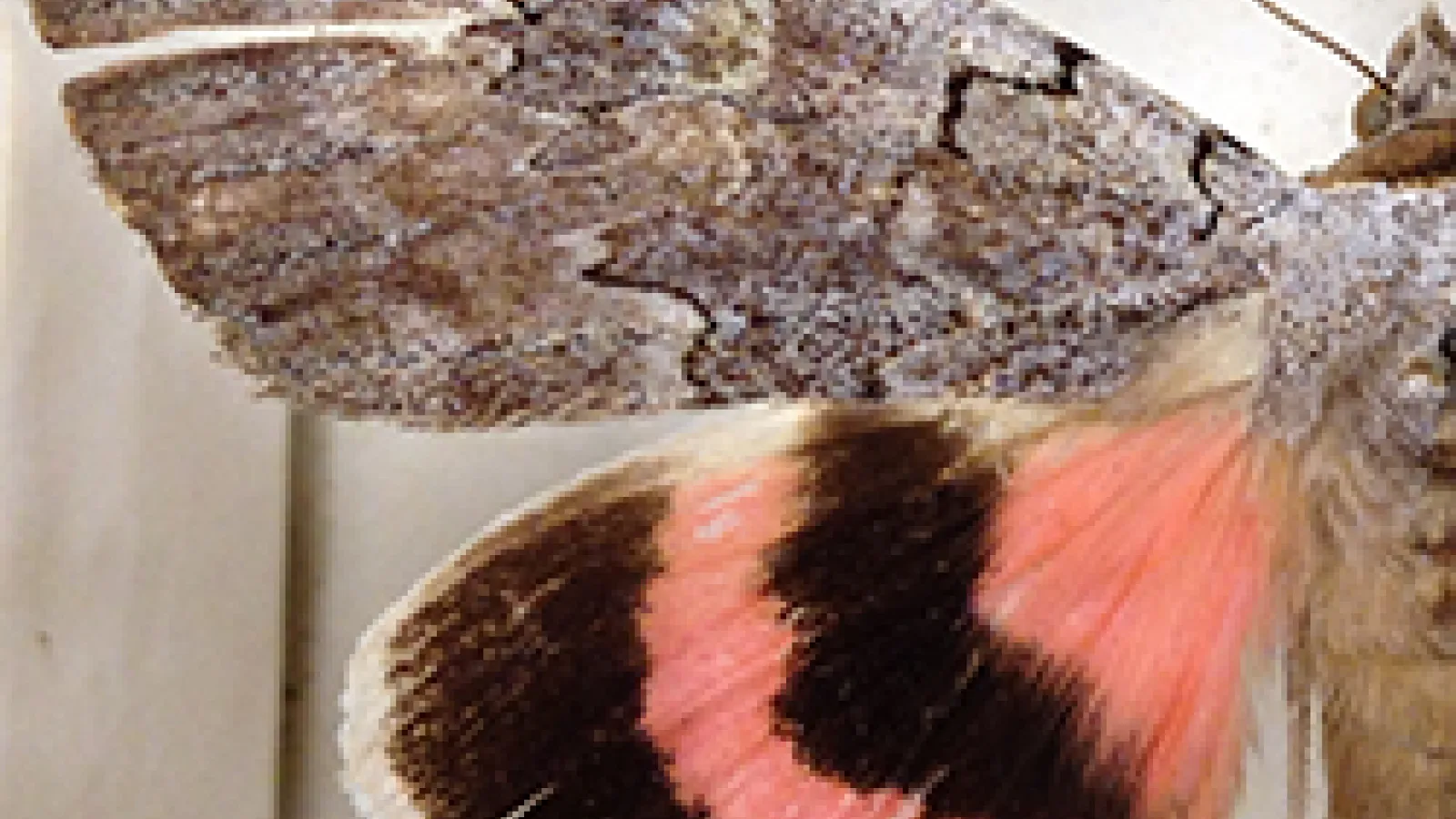 Catacola Moth