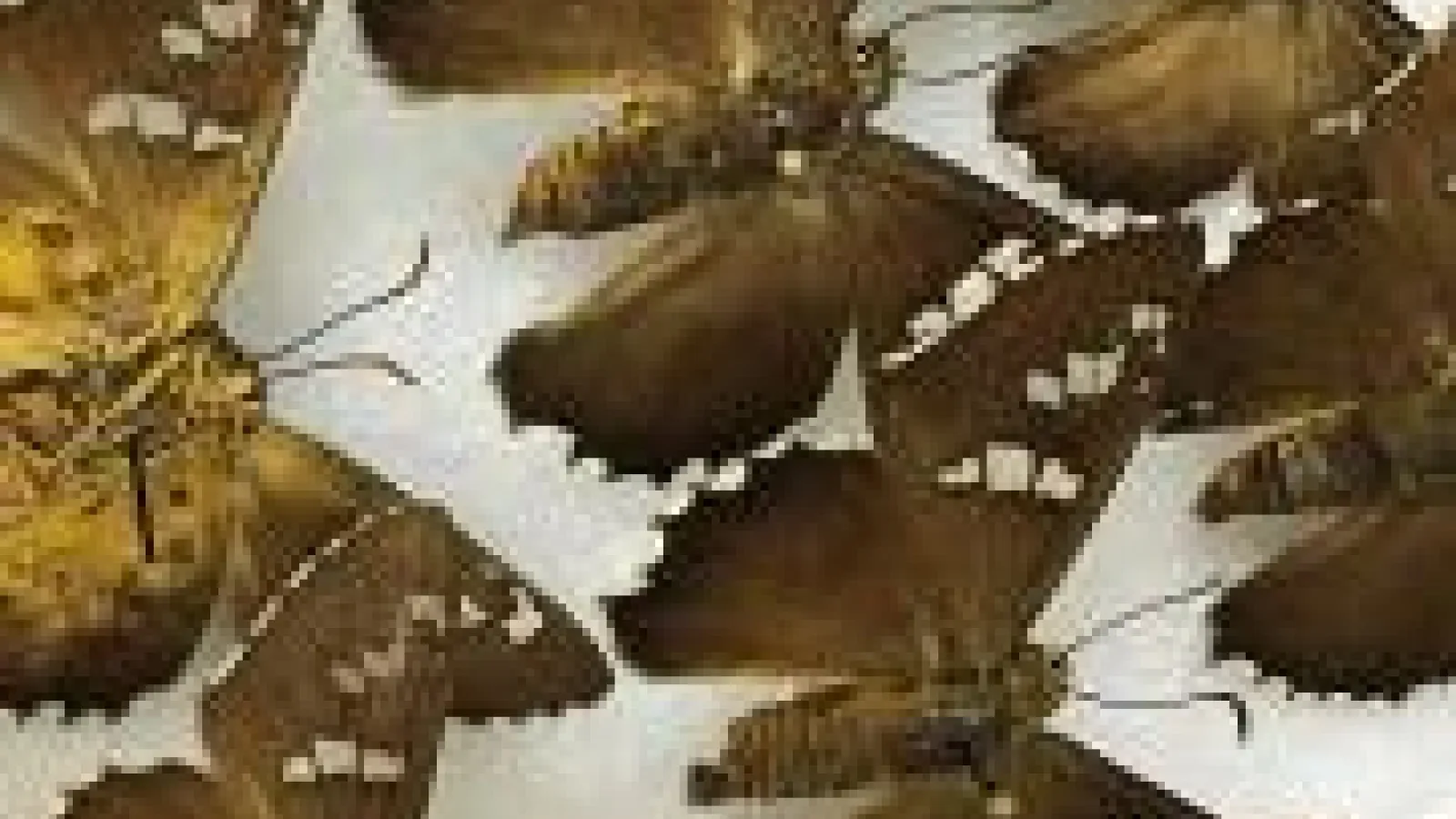 Skippers in the Database