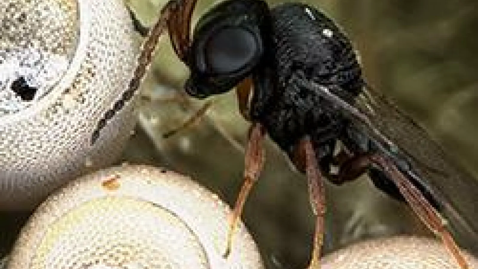 Trissolcus