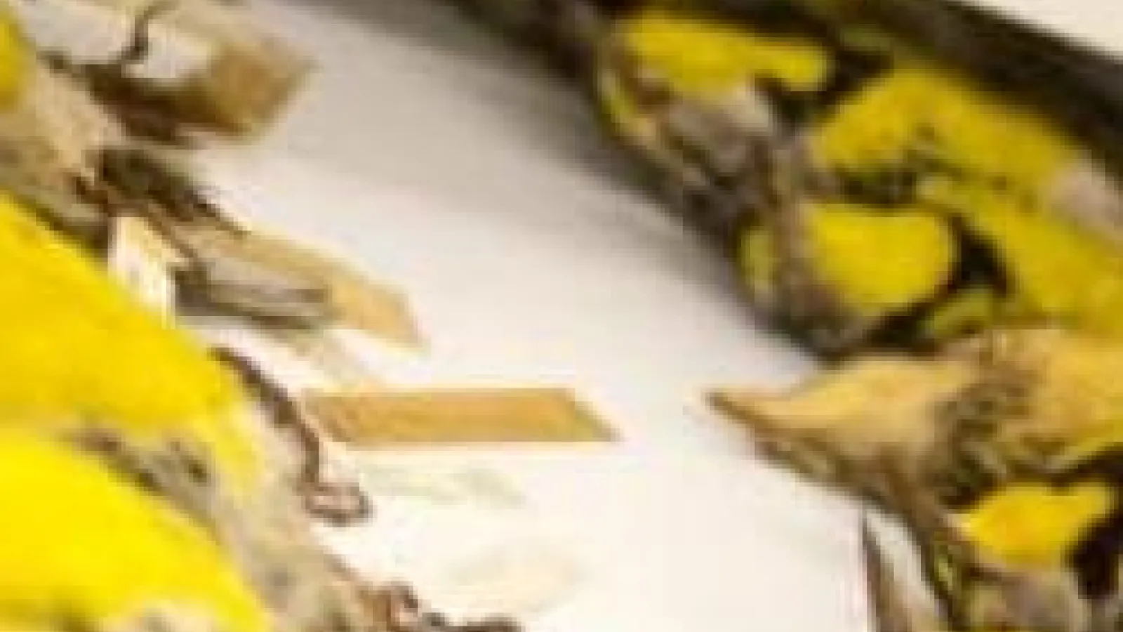 picture of rows of bird specimens lined up on a table