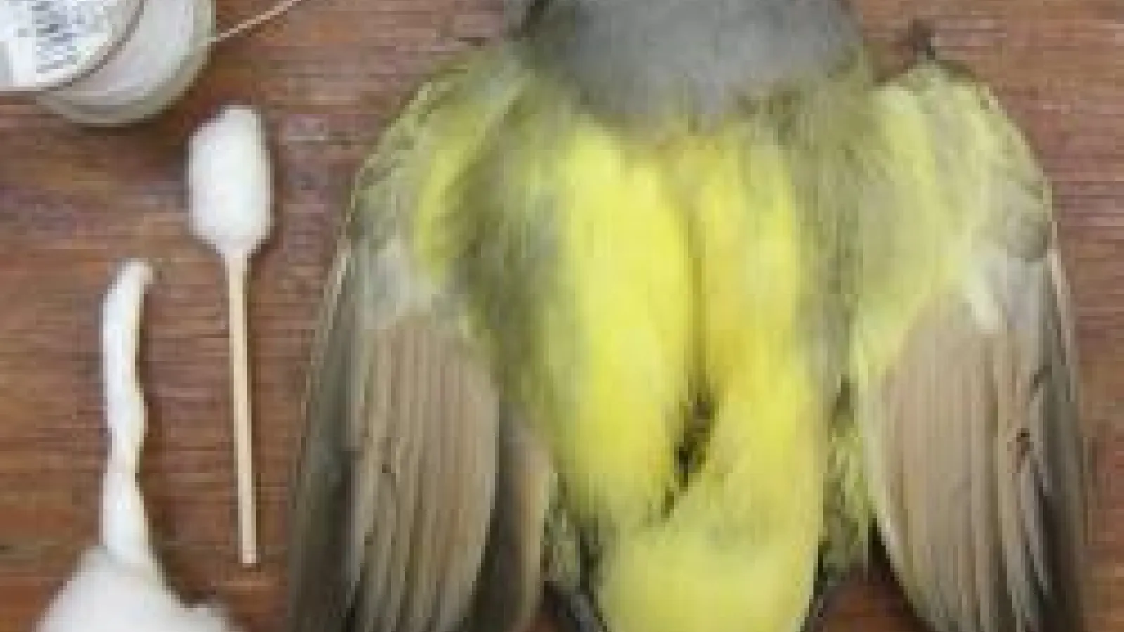 Picture of a yellow feathered bird specimen being prepared 