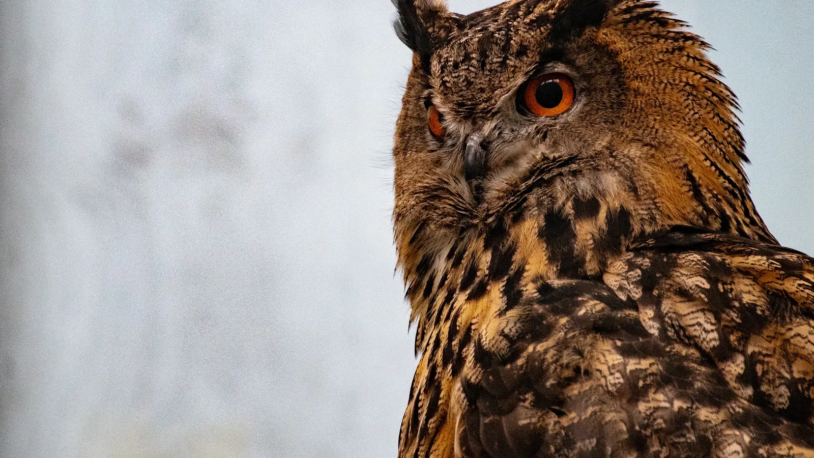 picture of a brown barn owl
