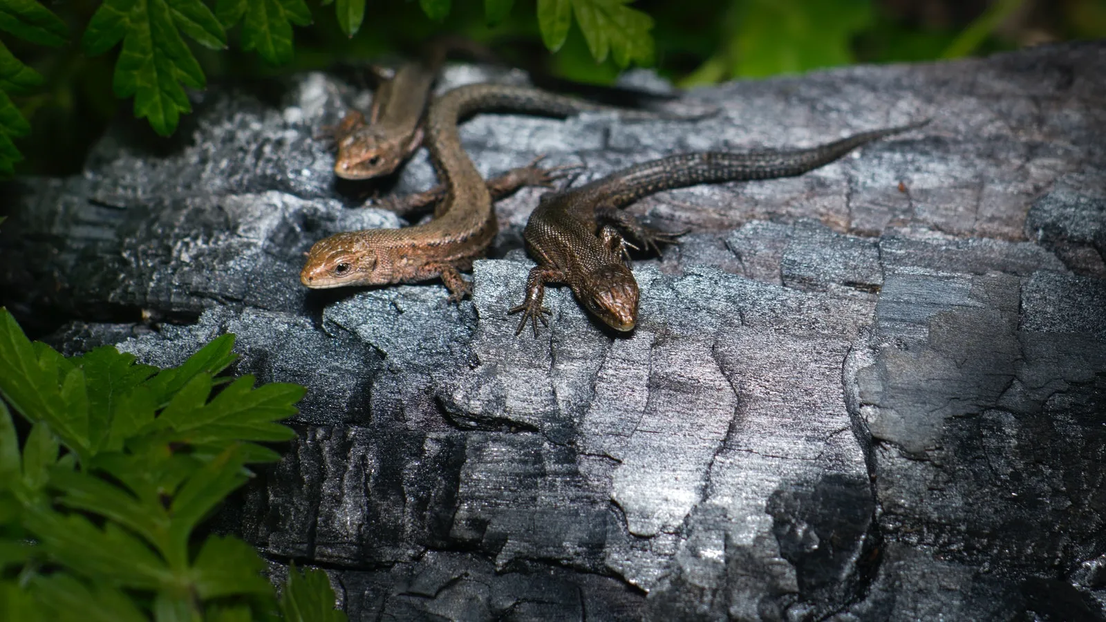 three lizards on a stone