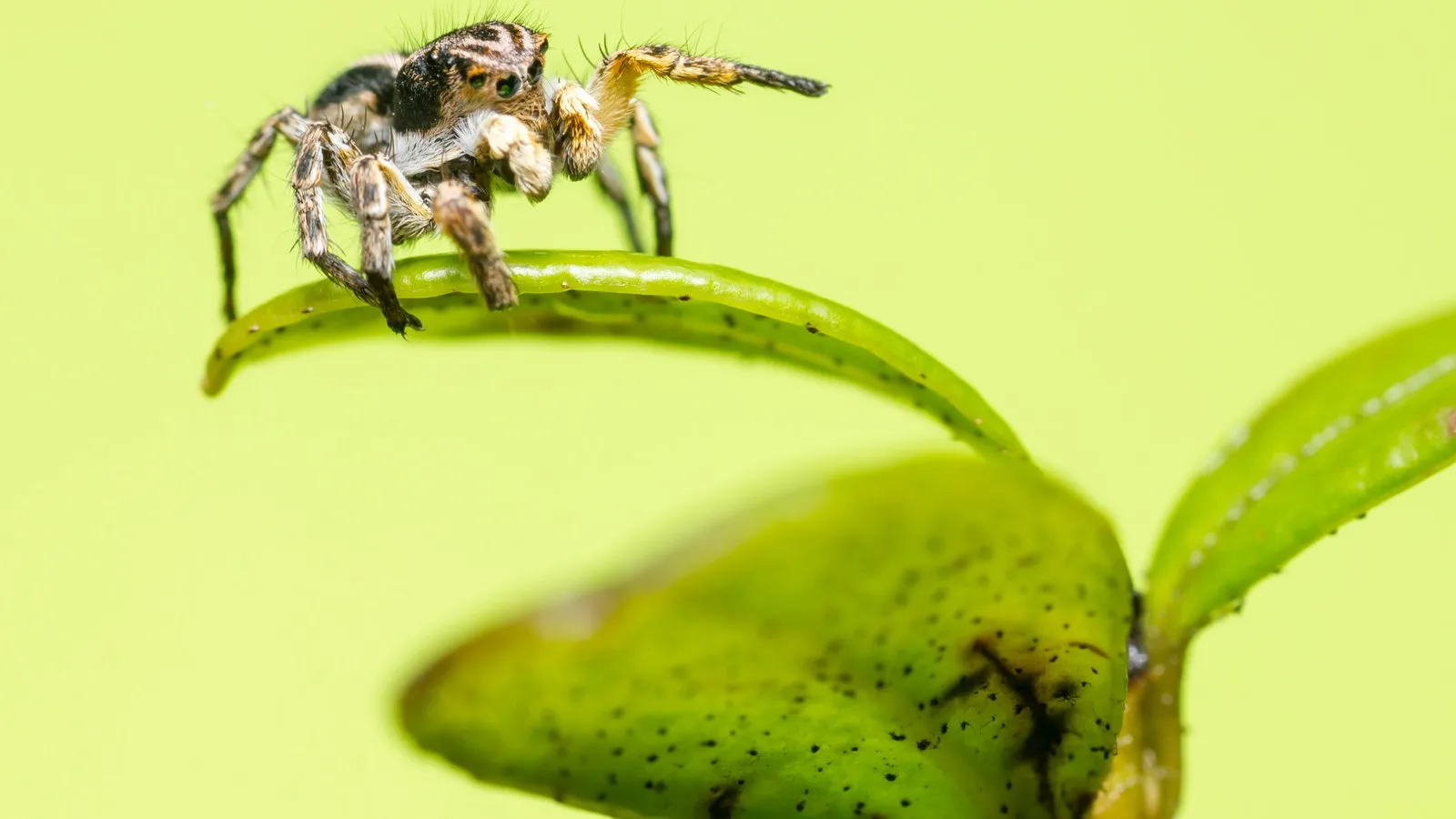 Picture of a spider on a stem