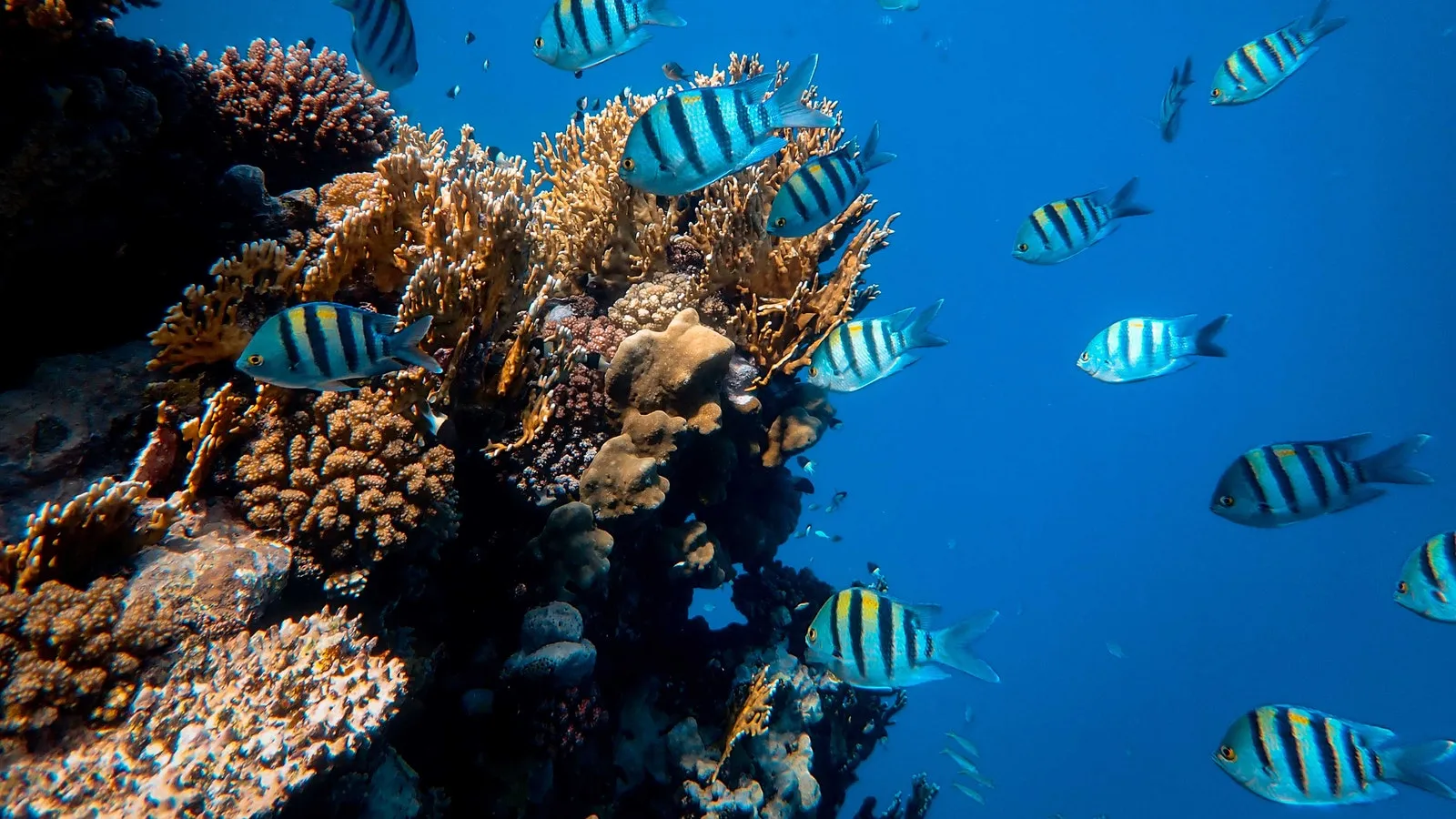 picture of a school of fish