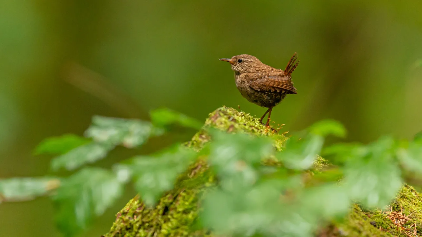 picture of a eurasian wren