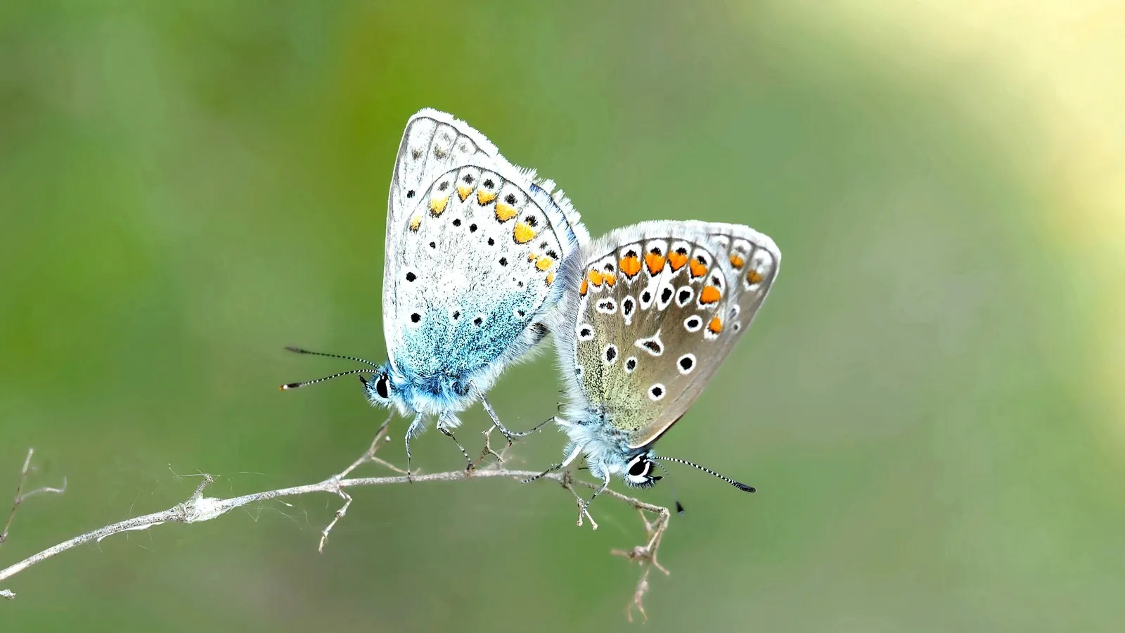 two butterflies on a stem