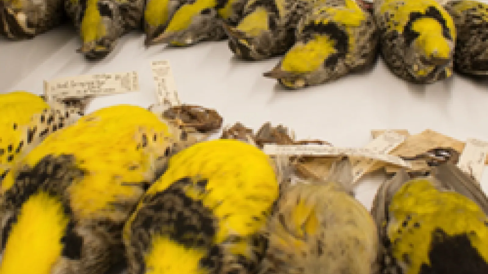 picture of yellow bird specimens lined up along a table