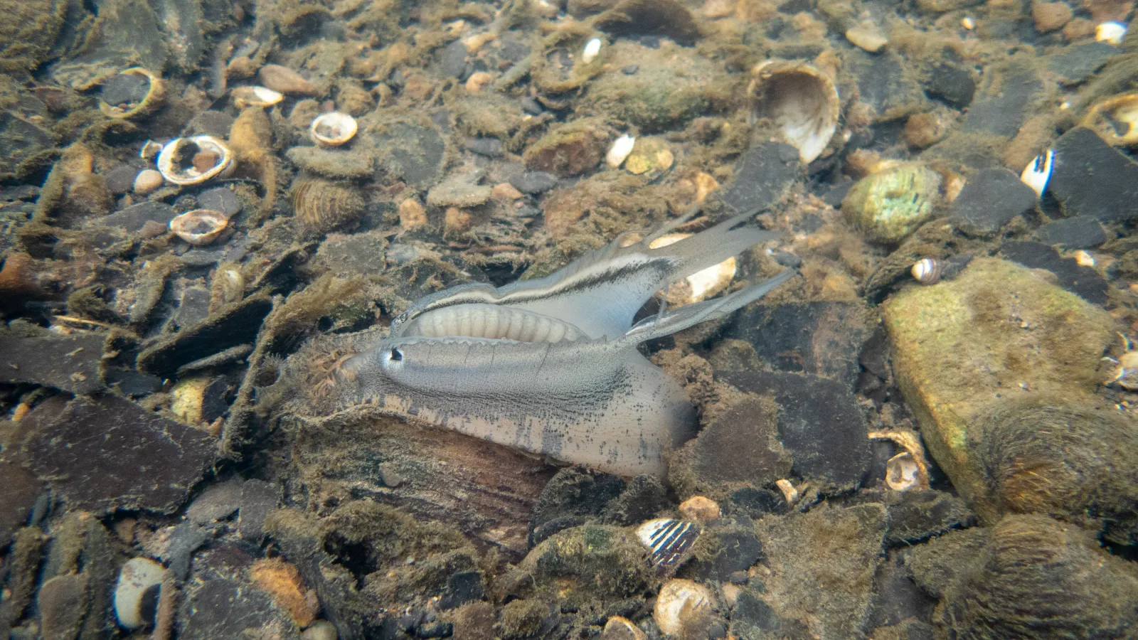 Underwater scene featuring the freshwater mussel Lampsilis cardium displaying its mantle lure.