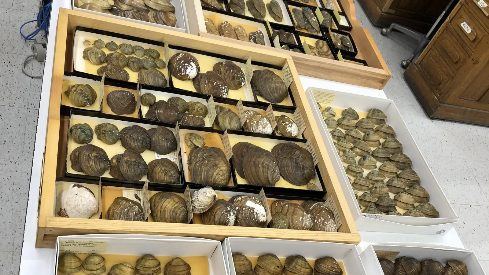 trays of mussel specimen