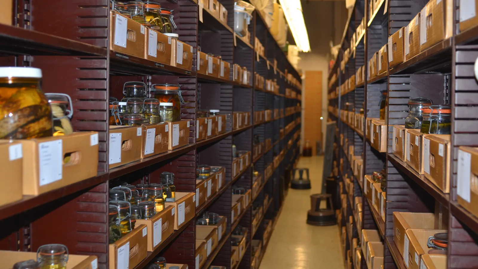 Shelves of jars with fish specimen