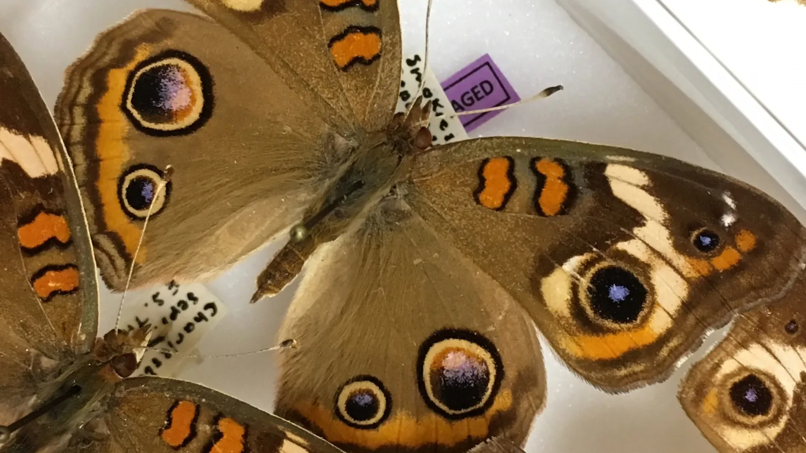 Buckeye butterfly in the holdings of the Triplehonr Insect Collection