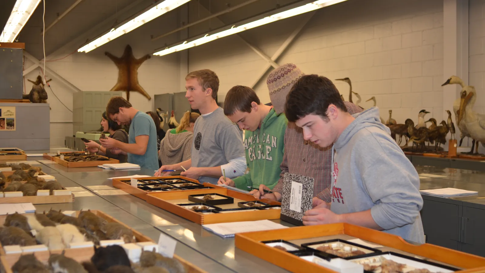 College students looking at small mammal specimen