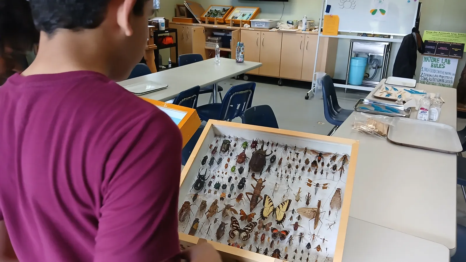 Person viewing pinned insect display.