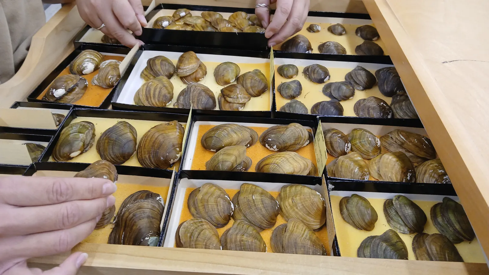 Hands picking up mussels from drawer 