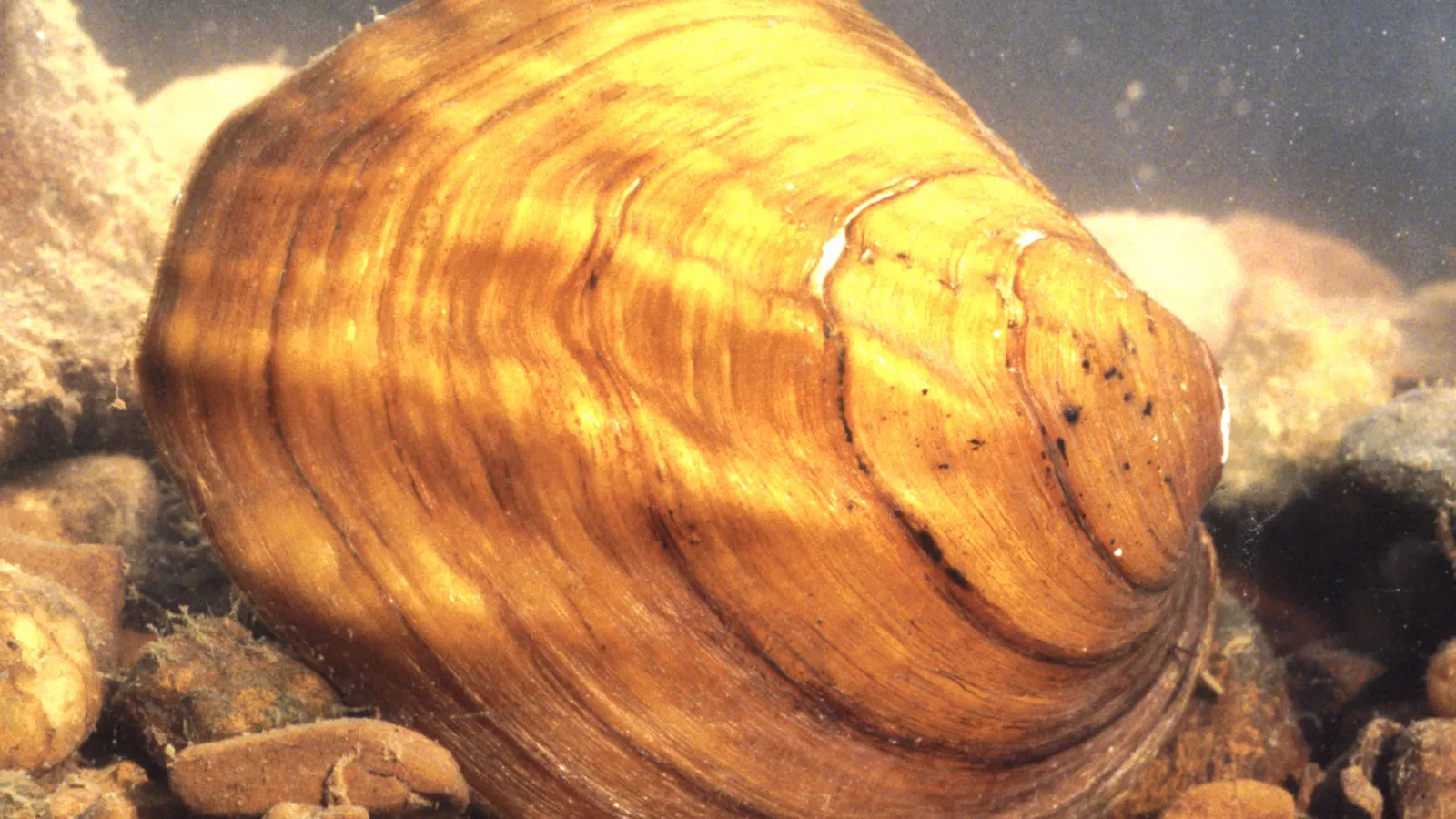 Amblema plicata