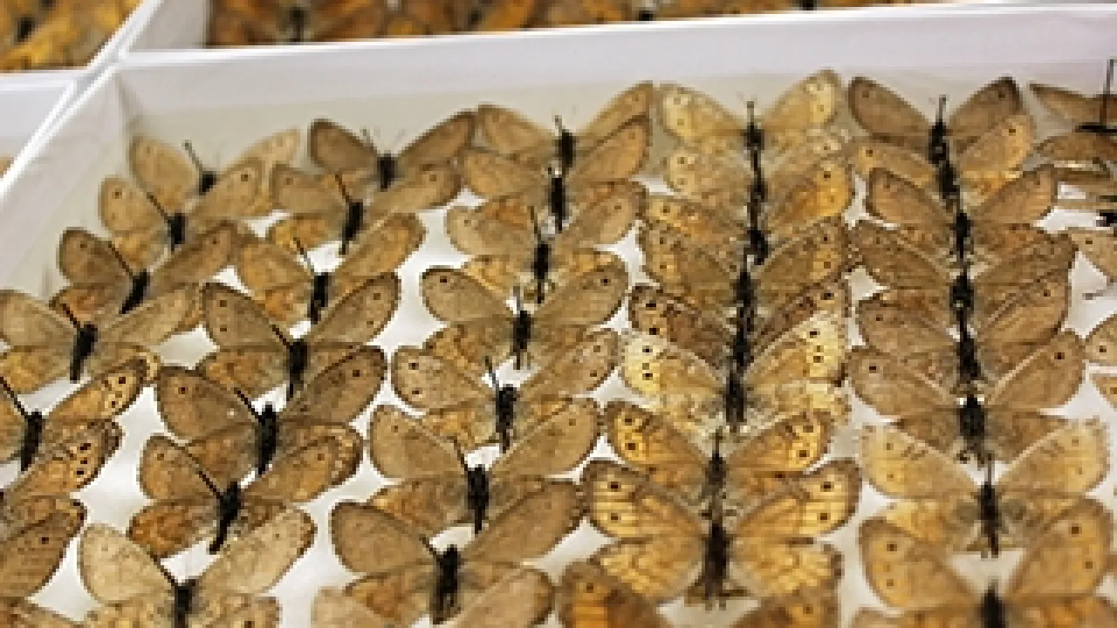 Arctic Butterflies