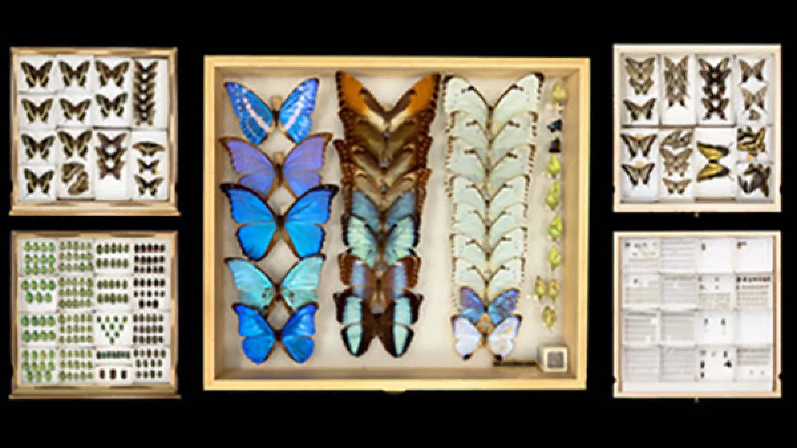 portion of Nelson's photo of a few specimens from Triplehorn Collection