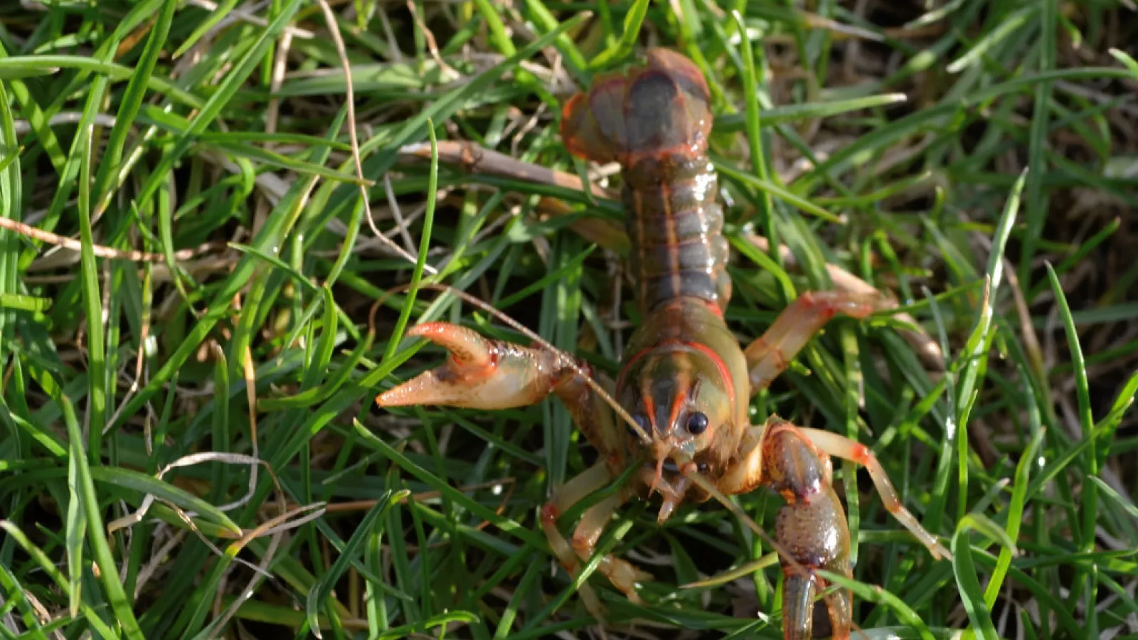 crayfish