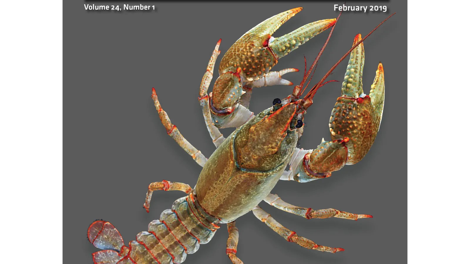 Mael Glon's photo on cover of Freshwater Crayfish journal