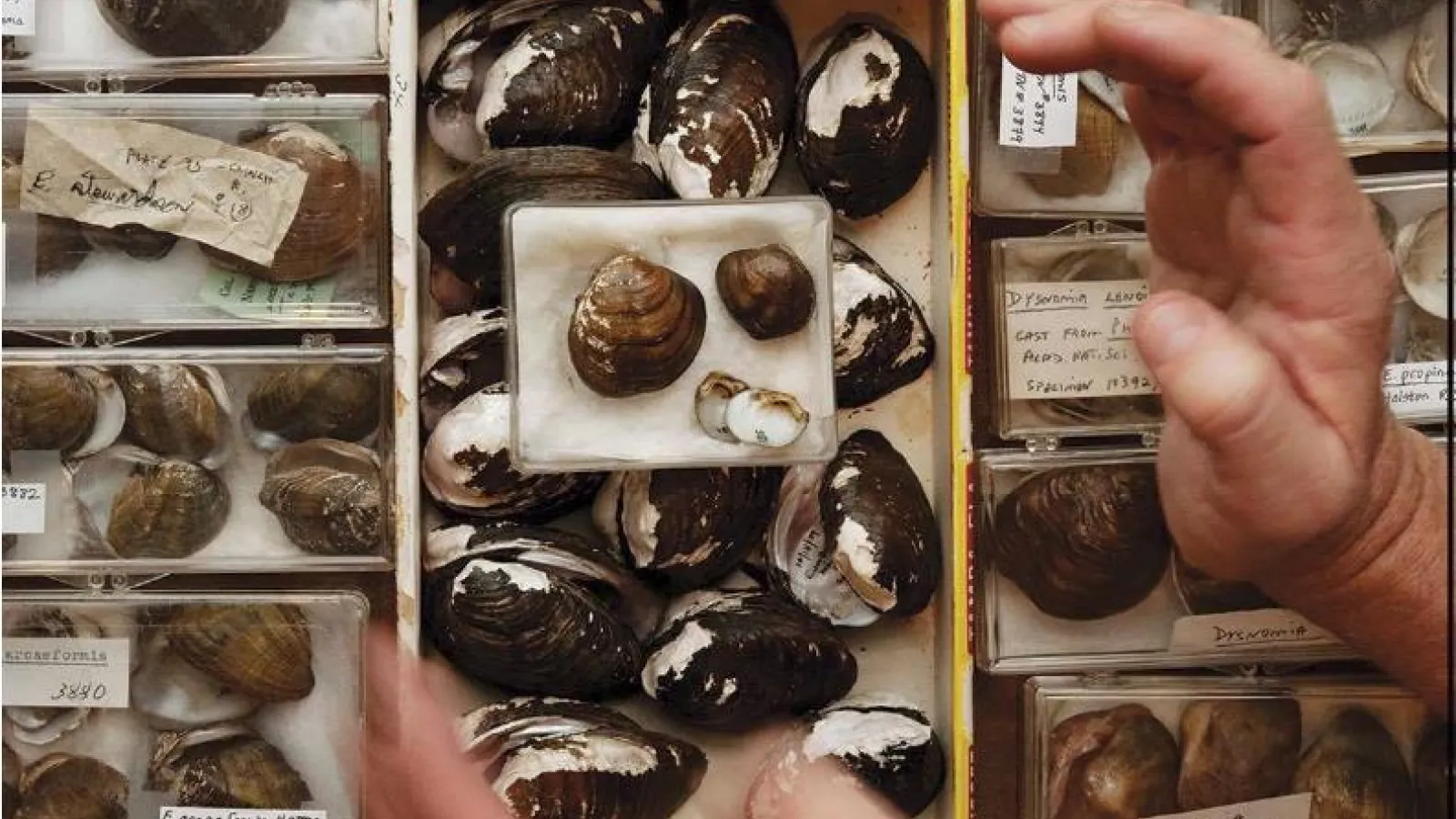 North America's ricj diversity of freshwater mussels, shells shown