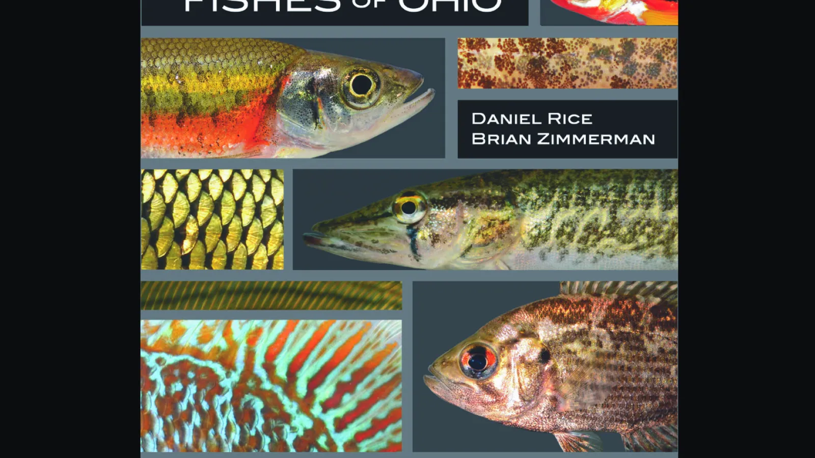 A Naturalist's Guide to the Fishes of Ohio cover