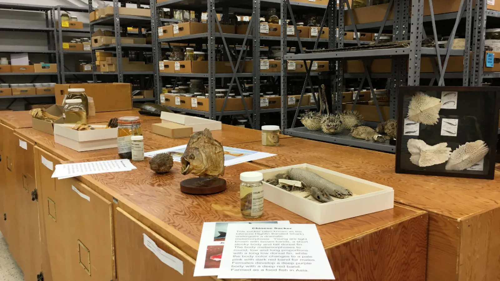 Display in the fish collection