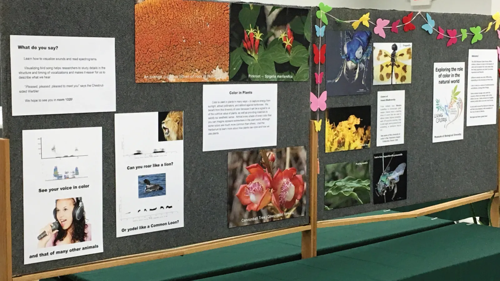 Display in Auditorium
