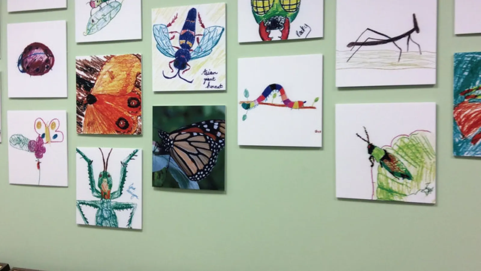 insects