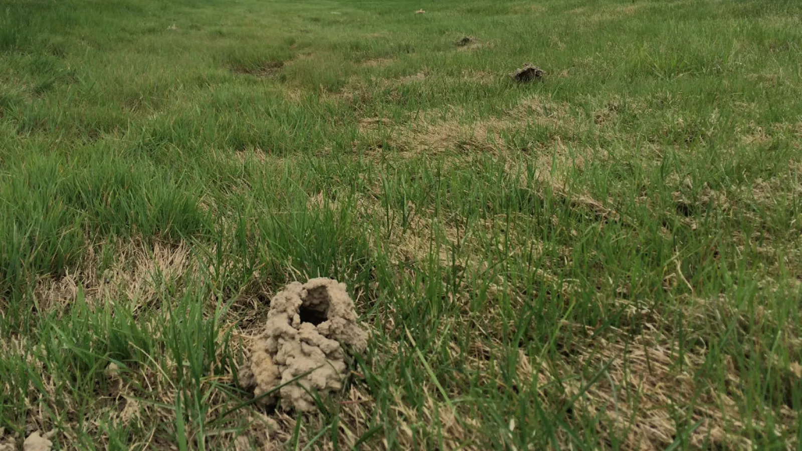 crayfish chimney in grass