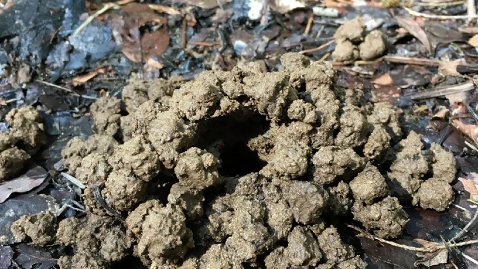 crayfish chimney close-up