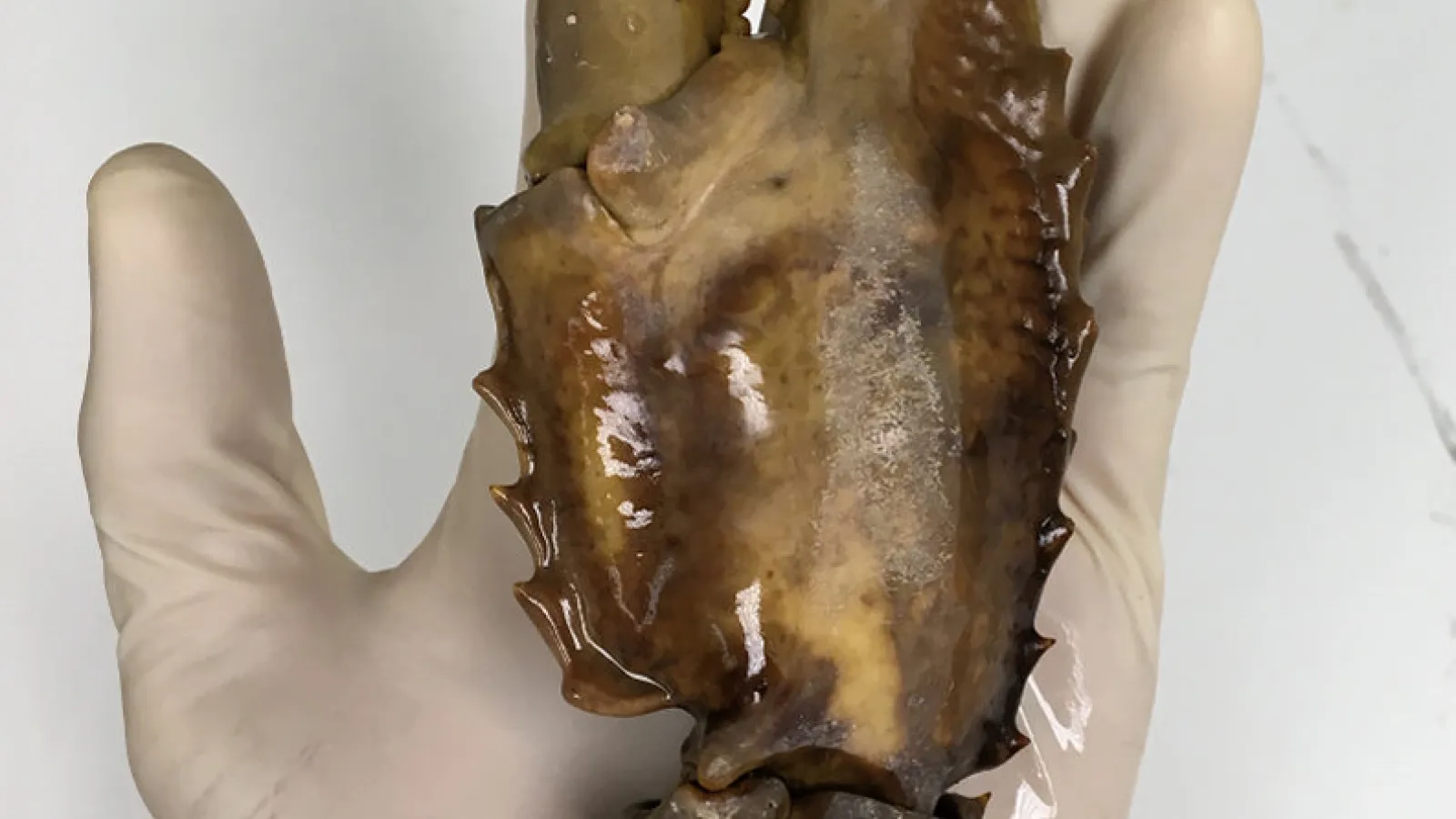 crayfish claw