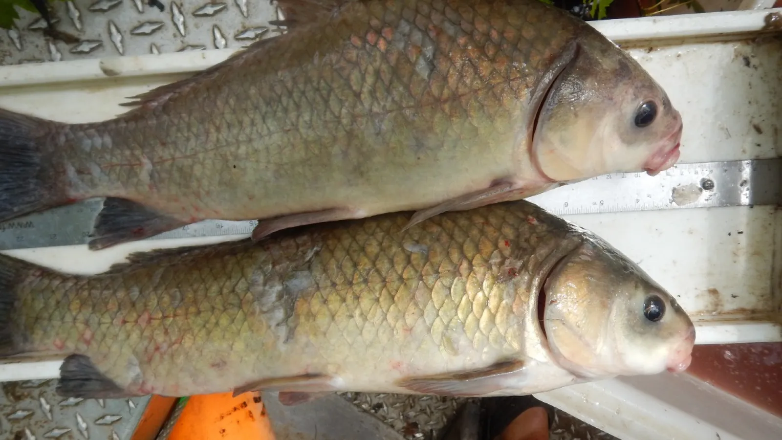 Smallmouth and black buffalo