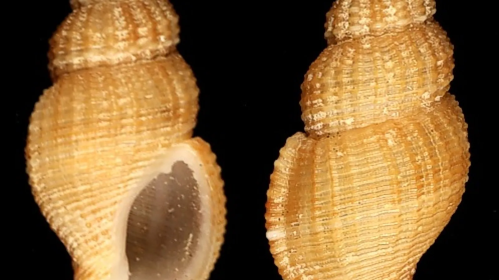 Monostiolum simonei Watters, 2016, from Cabo Frio, Brazil, 200 m depth
